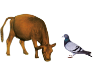 適合鳥(niǎo)類、幼崽